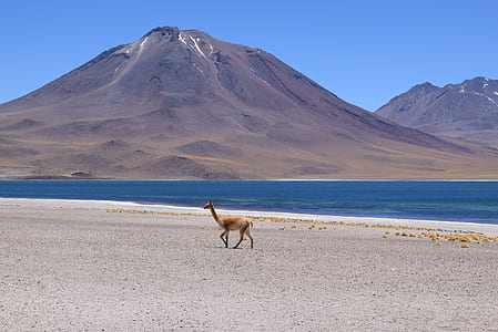 llama walking on sand near shore line during daytime thumbnail