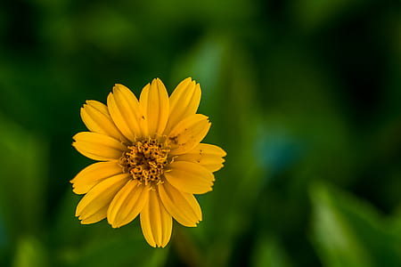field, summer, garden, yellow thumbnail