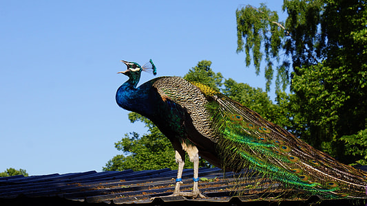 peacock standing on roof during daytime thumbnail