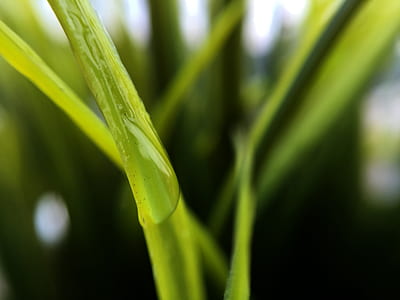 Due on Green Leaf during Daytime thumbnail