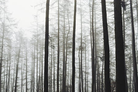 forest covered by fog during day time thumbnail