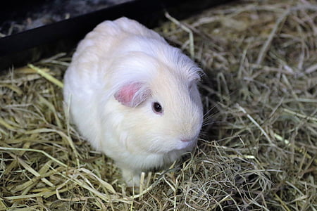 white guinea pig thumbnail
