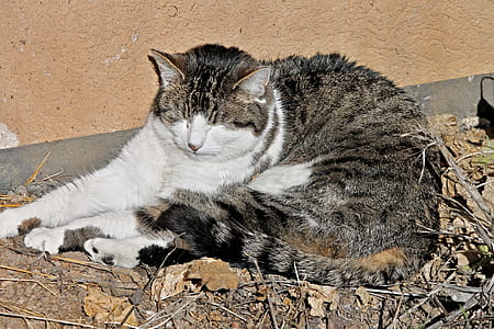 brown cat sitting on brown soil thumbnail