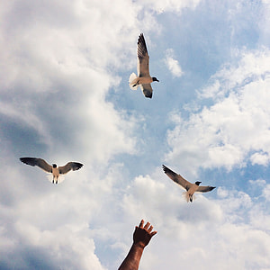 three flying birds under blue and white sky during daytime thumbnail