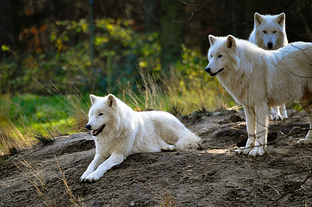 three white wolves thumbnail