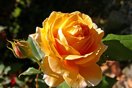 orange rose in bloom at daytime thumbnail