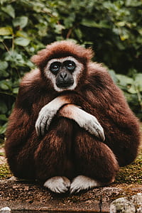 photo of sitting brown and white monkey during daytime thumbnail
