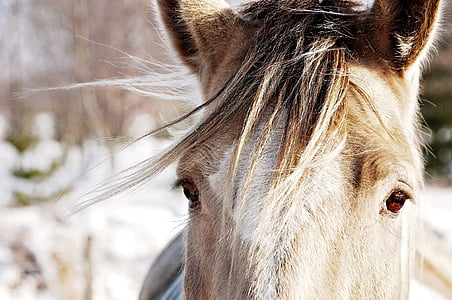 focus photo of horse thumbnail