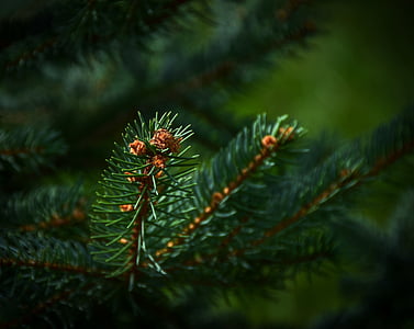 green pine tree thumbnail