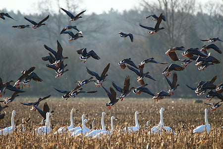 white geese thumbnail
