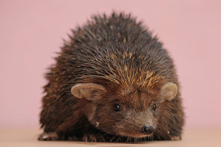 brown mouse thumbnail