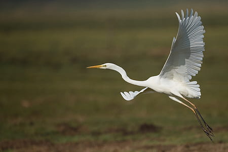 white swan flying thumbnail