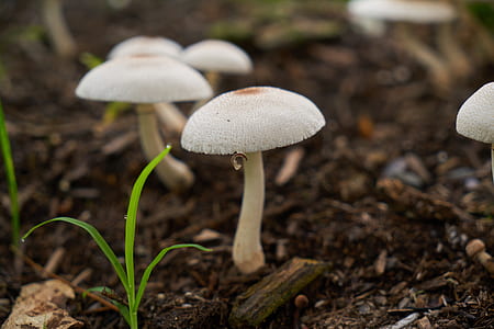 selective focus photography of mushrooms thumbnail