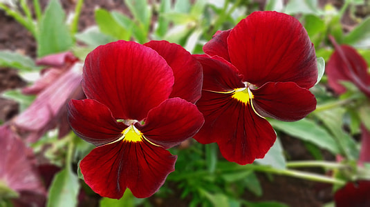 selective focus photo of red pansy flowers thumbnail