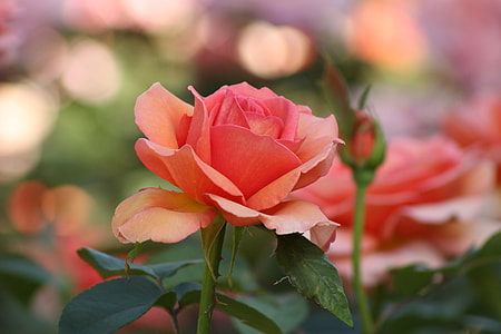 shallow focus photography of red rose thumbnail