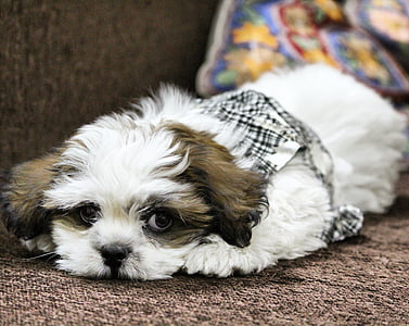 white and liver shih tzu puppy prone lying on sofa thumbnail