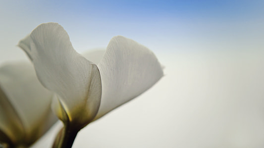 white flowers thumbnail