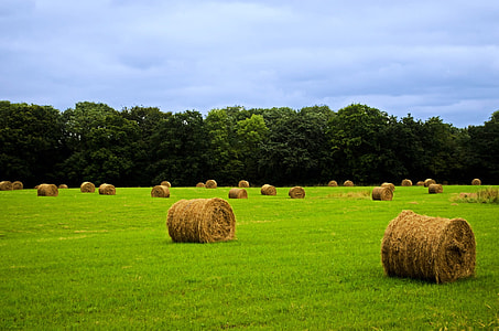 brown hays in green grass field thumbnail
