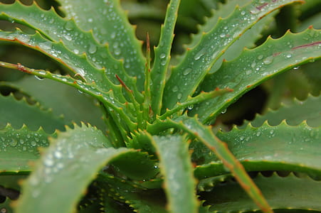 shallow photography of aloe vera plant during daytime thumbnail