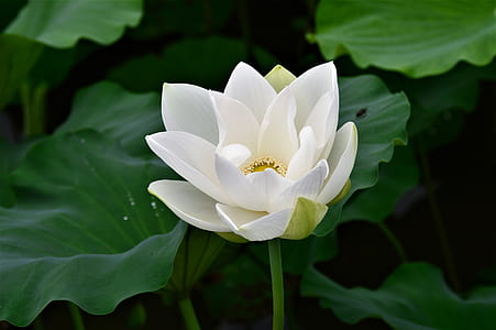 white lotus flower in bloom close up photo thumbnail