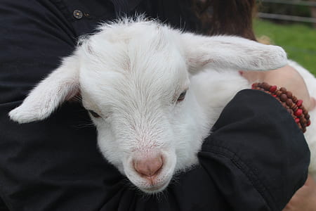 person holding white goat thumbnail