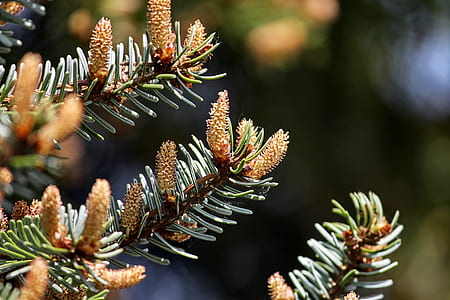 close-up photo of pine cones thumbnail
