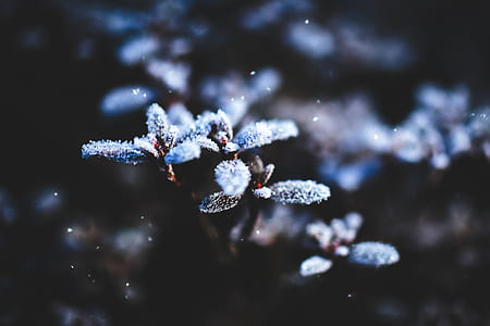 macro photography of plant thumbnail