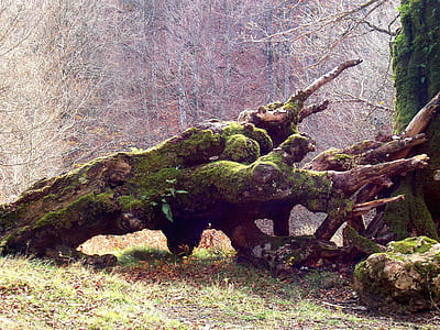 brown wood on grass at daytime thumbnail