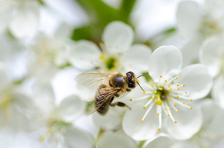nature, flowers, yellow, animal thumbnail