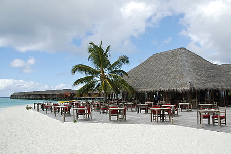 palm tree surrounded by tables and chairs near body of water thumbnail