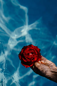 Fresh garden rose on the blue water of a swimming pool on a warm summer day thumbnail