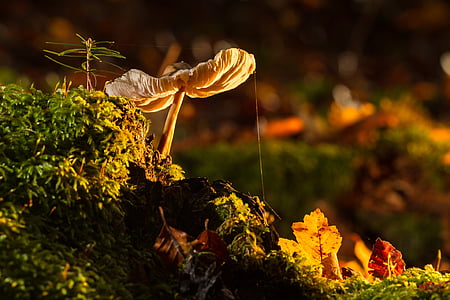 selective focus photography of fungus thumbnail