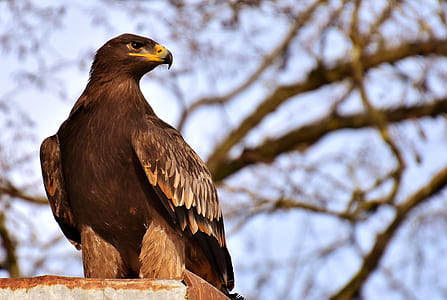 selective focus photography of black and brown eagle thumbnail