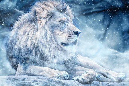 lion during winter season poster thumbnail