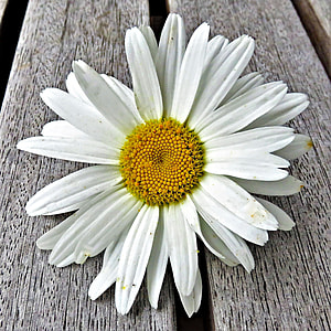 photo of daisy flower on gray wood plank thumbnail