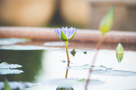 Purple Petaled Flower in Bloom at Daytime thumbnail