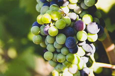 green grape fruits closeup photography thumbnail