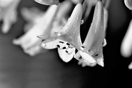 shallow focus photography of flowers thumbnail