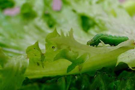 green caterpillar on lettuce leaf thumbnail