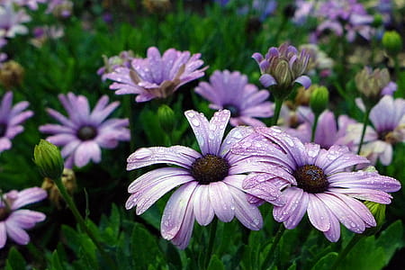 Ground cover of purple African Daisies - an annual native to South Africa. Also called Blue-eyed Daisy, Cape Daisy, and Osteo. thumbnail