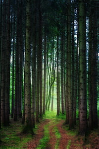 green forest trees during day time thumbnail