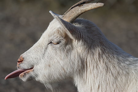 white goat showing tongue thumbnail