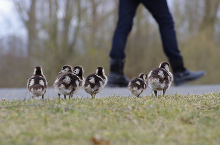 six black-and-white ducklings thumbnail