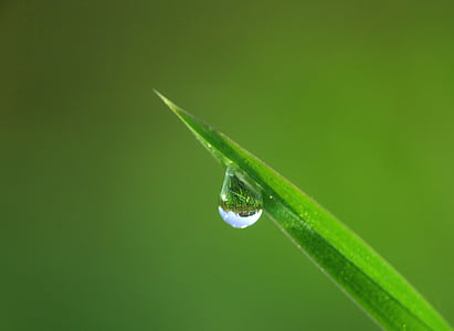 focused photo of a green leafed plant with drop of water thumbnail