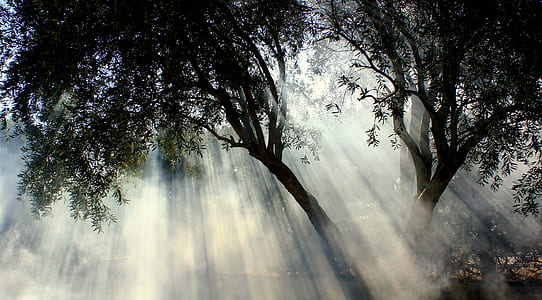 green leafed trees during daytime thumbnail