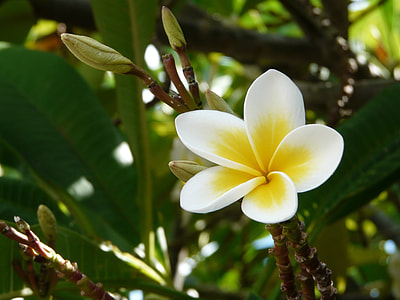 white and yellow plumeria flower thumbnail
