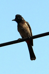 Red-Vented Bulbul, Pycnonotus Cafer thumbnail
