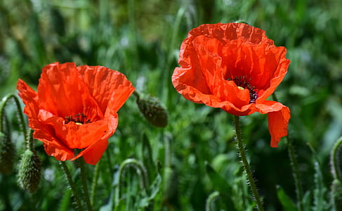shallow focus photography of orange flowers thumbnail