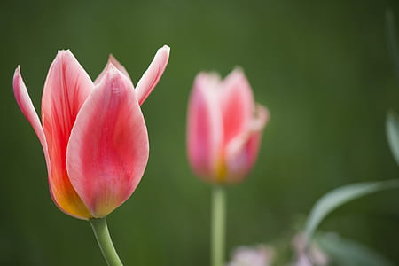 pink flowers thumbnail