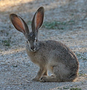 photo of black rabbit on surface thumbnail